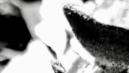 Notice (mode d'emploi).... non approuvée par l'ANSM