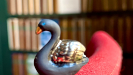 Fleurs mathématiques et cygne flou