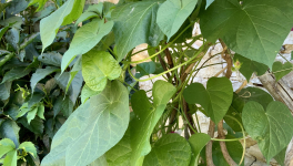 Le jardin du 31 Juillet 