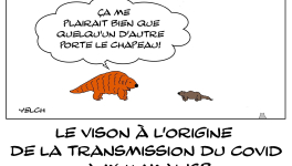 Pangolin et vison