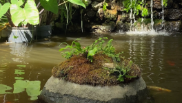 Abstract - Time stood for the fish in the pond