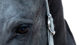 Chanson du cavalier II (Hommage à Paco Ibanez)