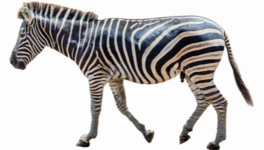 GRÈVE : (n.f.) plage. Ou plage horaire pendant laquelle on ne fait rien.