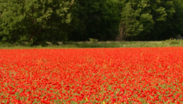 LE CHANT DE L'HÉLICE ET LA SAINTE SINÉCURE