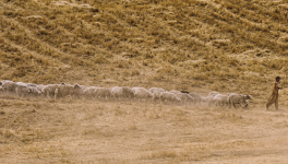 Poussière accompagnée...