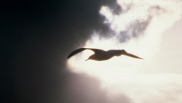 Les deux masques : hommage à tous les Docteur(e)s Rieux.