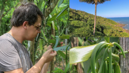 La Vanille Pompona : L'Antithèse de la Vanille que Vous Connaissez