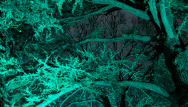 Insomnie, un somme nide ma nuit.