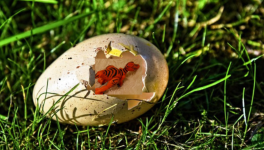 Croc croc et le piège à loups : le projet de la honte