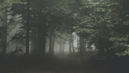 S ' ENFONCER DANS LA BRUME