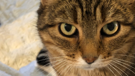 Dialogue avec mon chat