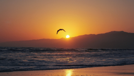 La vie cette belle arnaque... ou pas !