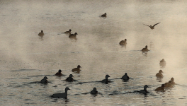 L’HOMME ET LA POÉSIE - Adresse à celui qui lit