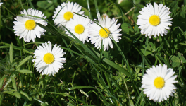 Ritournelle