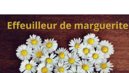 Effeuilleur de marguerite - Challenge Hebdo