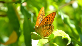 Reflexions sur la santé