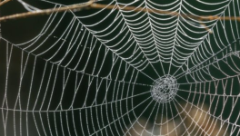 Le consensus tyrannique