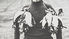 La mouette fétide