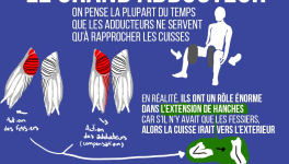 Ces muscles méconnus : le grand adducteur