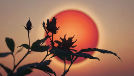 Chapitre IX - Deuxième Partie