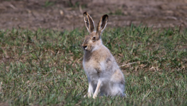 Juin: Les lapins sont exclus