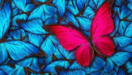 Dans... (Poème cherche illustration)