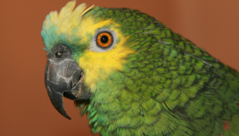 COVID19 : PERMIS DE TUER (une nouvelle Croisade : propagande, mensonge, emprise, prédictions, détournement, scandale!).