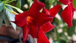 Rouge sombre (poème d'été pour hiver morose)