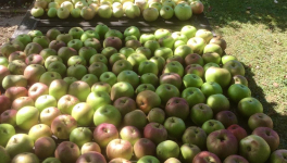 Le jardin du 15 Août 