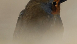  Brassens et les dames du temps jadis