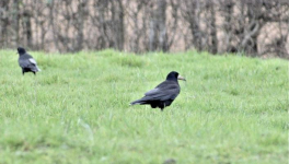 Parole de corbeau