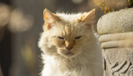 Chapitre 6/10 - Tu m’entends tonton ?