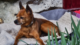 Livanovitch et les poules