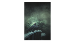 Ma tête est une jungle