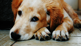 Le meilleur ami de l'homme, et de la femme!