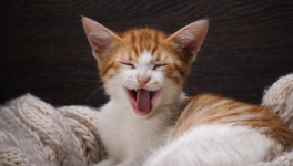 "Dans mon dico à moi...", fin de chat pitre !