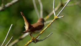 les rossignols sont de retour