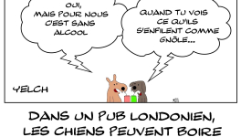 Pas d'alcool pour les clebs