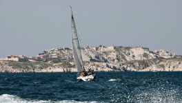Des orques à Marseille !