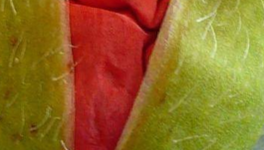 Les écrits du coquelicot