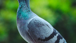 Celui qui voulait parler aux oiseaux