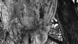 Comment se débarrasser d’un virus Macronscopique ?