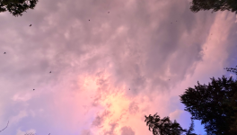 Quand le ciel fleurira