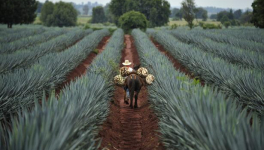 l'AGAVE Bleue