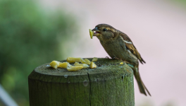 Muki : Gaffe ( LinkTober2025) et paf