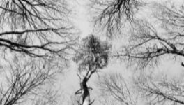 Arbres