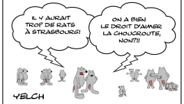 Les rats qui aimaient la choucroute