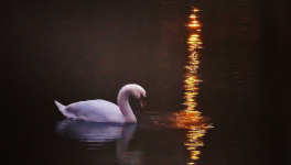 Sous le regard du cygne