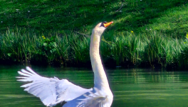 Les grâces du Printemps