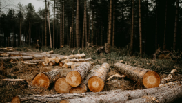 Déforestation